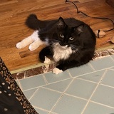 Entry image for Pebbles