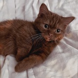 Entry image for Cricket