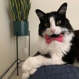 Entry image for Poly