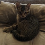 Entry image for Lucky Jr.