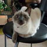 Entry image for Cinder