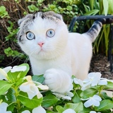 Entry image for Lachlan