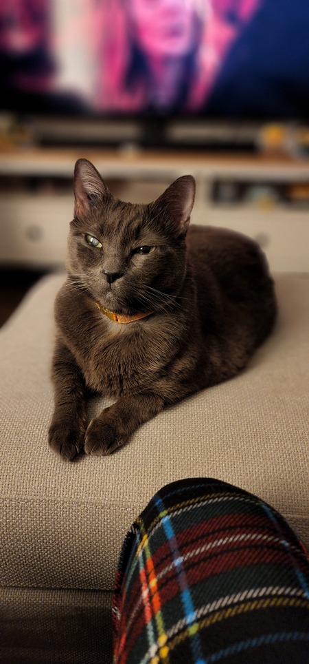 Entry image for Swiftee. Clicking this image will show a larger photo