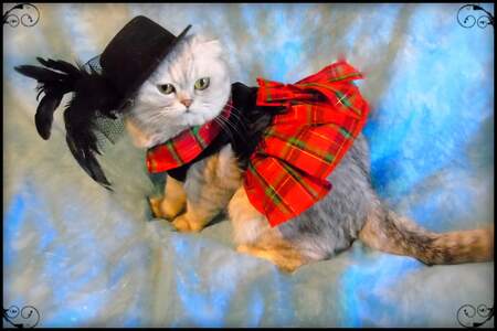 Entry image for Thistle . Clicking this image will show a larger photo