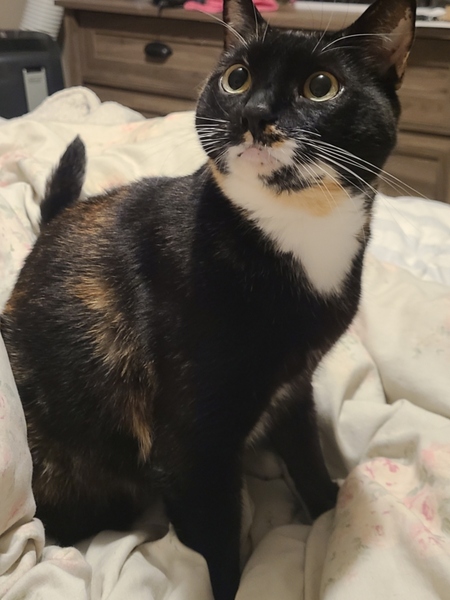 Entry image for Molly. Clicking this image will show a larger photo