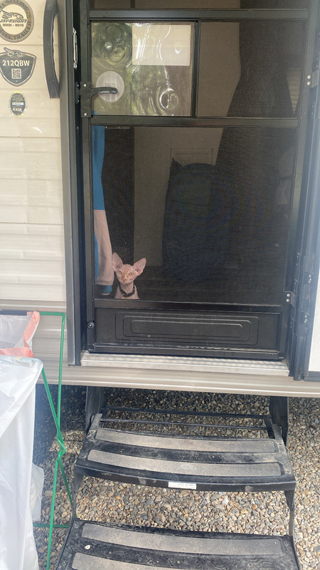 Entry image for Rex. Clicking this image will show a larger photo