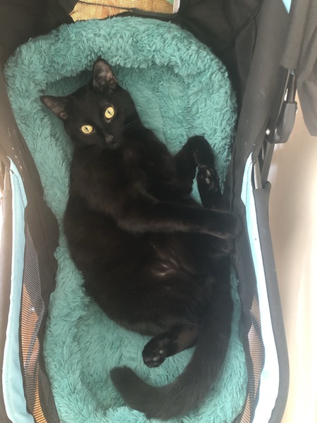 Entry image for Batman. Clicking this image will show a larger photo