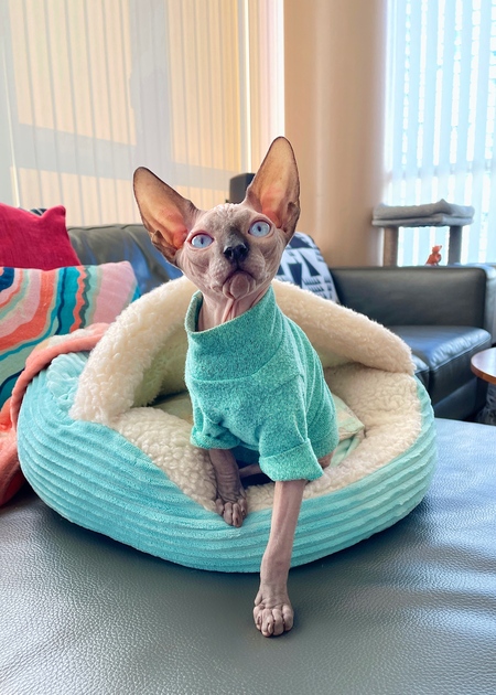 Entry image for Peanut. Clicking this image will show a larger photo