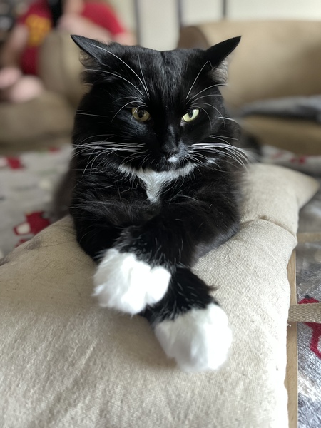 Entry image for Mr. Alexander . Clicking this image will show a larger photo