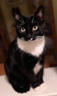 Entry image for The Beast. Clicking this image will show a larger photo