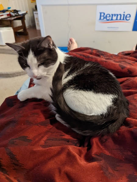 Entry image for Belle. Clicking this image will show a larger photo