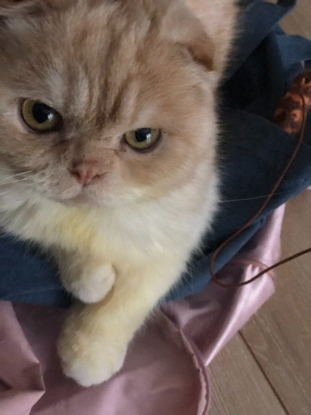 Entry image for Boomie. Clicking this image will show a larger photo