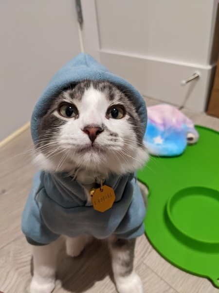 Entry image for Louie. Clicking this image will show a larger photo