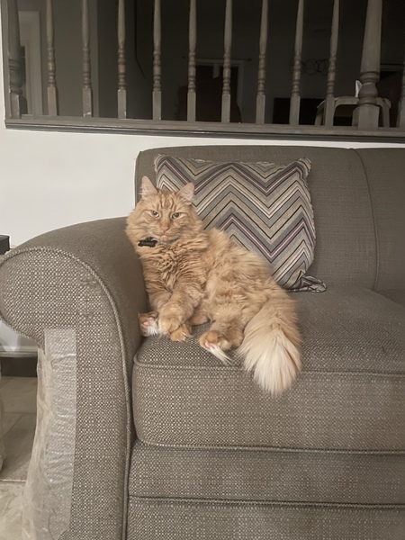 Entry image for Rubio. Clicking this image will show a larger photo