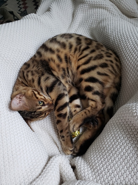 Entry image for Freyja. Clicking this image will show a larger photo