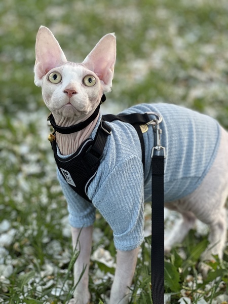 Entry image for Chicken. Clicking this image will show a larger photo