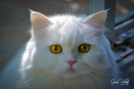 Entry image for Angel . Clicking this image will show a larger photo