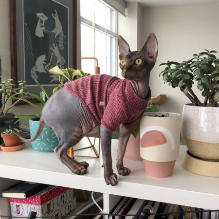 Entry image for Waffle. Clicking this image will show a larger photo