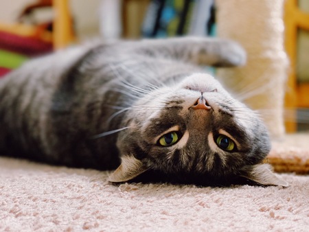 Entry image for Mr.  Whisper . Clicking this image will show a larger photo