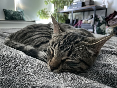 Entry image for Mavis. Clicking this image will show a larger photo