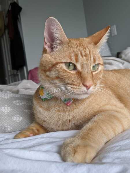 Entry image for Peanut. Clicking this image will show a larger photo