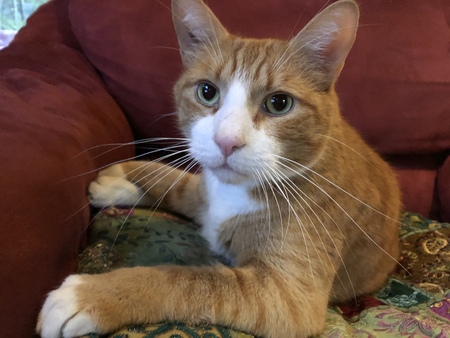 Entry image for Rimmer. Clicking this image will show a larger photo