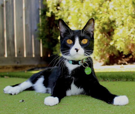 Entry image for Milo. Clicking this image will show a larger photo