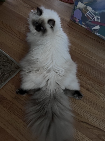 Entry image for Coco. Clicking this image will show a larger photo