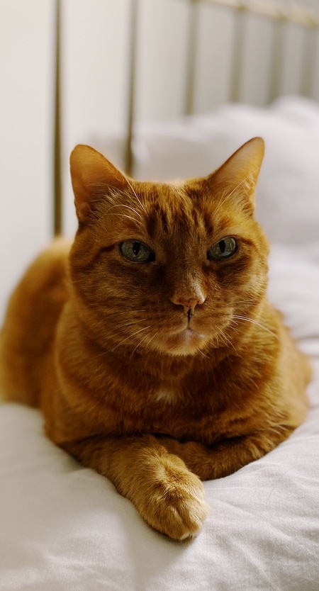 Entry image for Sirabi. Clicking this image will show a larger photo