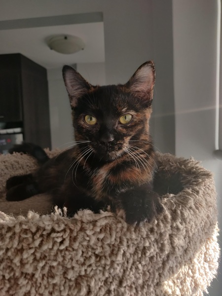 Entry image for Maya. Clicking this image will show a larger photo