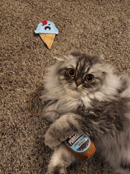 Entry image for Finn. Clicking this image will show a larger photo