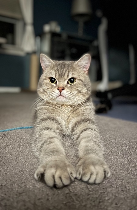 Entry image for Sebastian. Clicking this image will show a larger photo