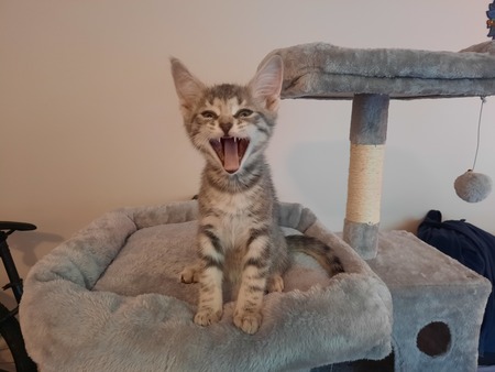 Entry image for Rocky. Clicking this image will show a larger photo