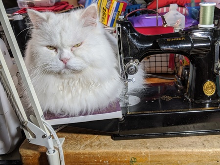 Entry image for Noodle. Clicking this image will show a larger photo