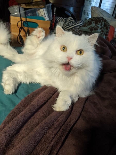 Entry image for Noodle . Clicking this image will show a larger photo