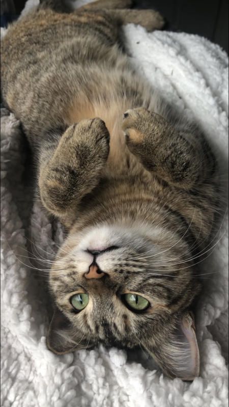 Entry image for Nala. Clicking this image will show a larger photo