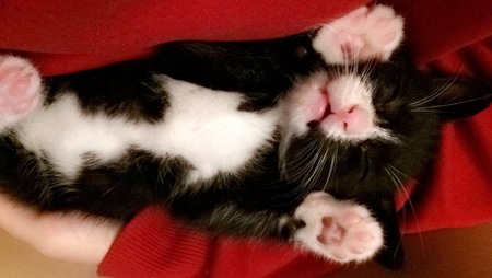 Entry image for Milo. Clicking this image will show a larger photo