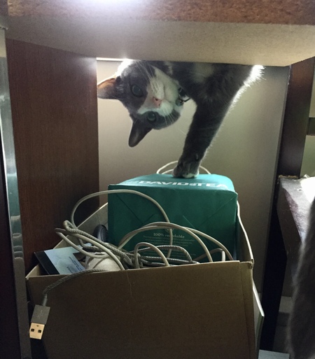 Entry image for Jack. Clicking this image will show a larger photo