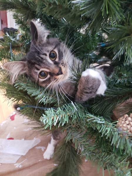 Entry image for Milo. Clicking this image will show a larger photo