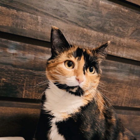 Entry image for Tonks. Clicking this image will show a larger photo