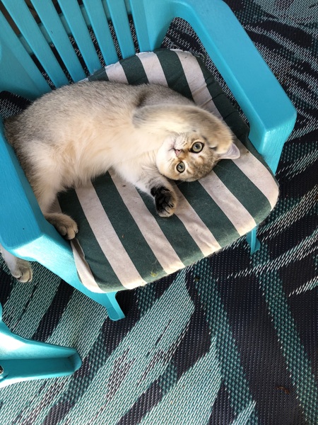 Entry image for Theodore. Clicking this image will show a larger photo