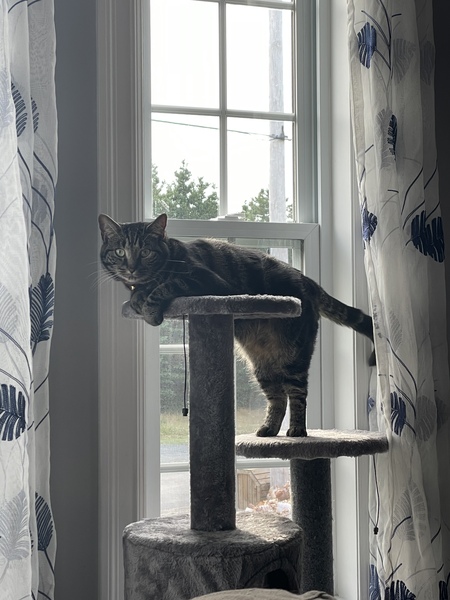 Entry image for Reese. Clicking this image will show a larger photo