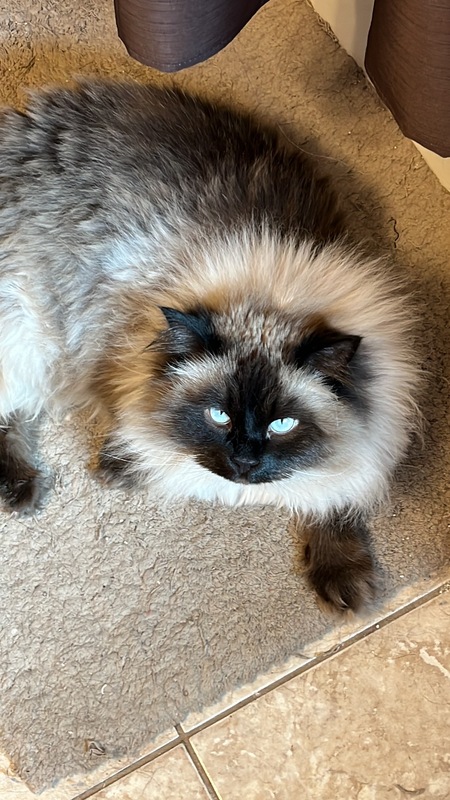 Entry image for Frankie. Clicking this image will show a larger photo