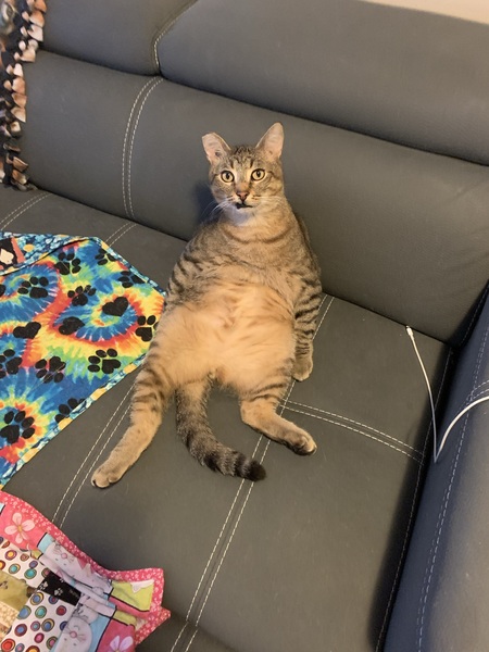 Entry image for Mega. Clicking this image will show a larger photo