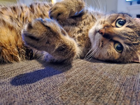 Entry image for Miki. Clicking this image will show a larger photo