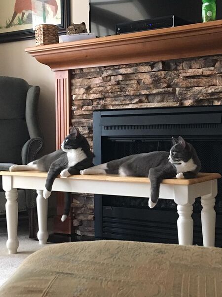 Entry image for Bean Bunny and Sweetums. Clicking this image will show a larger photo