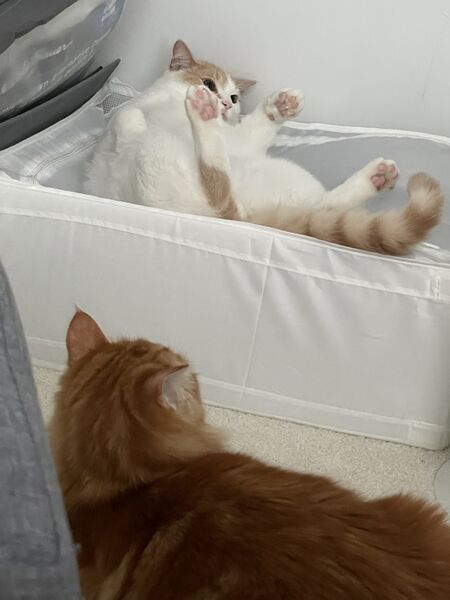 Entry image for Momo. Clicking this image will show a larger photo