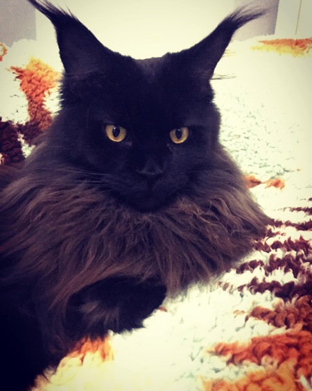 Entry image for Skye. Clicking this image will show a larger photo