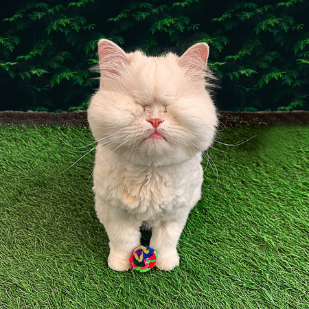 Entry image for Moet. Clicking this image will show a larger photo