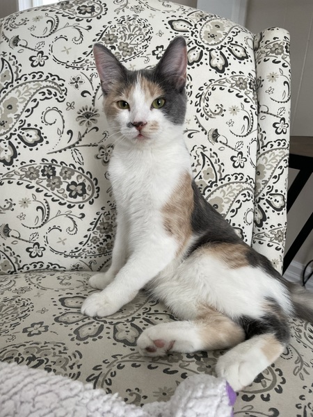 Entry image for Maple. Clicking this image will show a larger photo